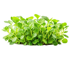 Growing fresh microgreens indoors a guide to home gardening isolated on transparent background