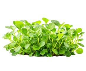 Growing fresh microgreens indoors a guide to home gardening isolated on transparent background
