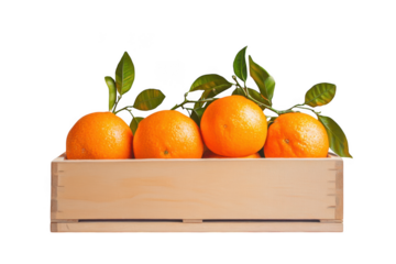 Oranges in crate still life on transparent background