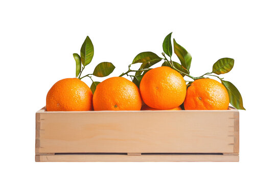 Oranges in crate still life on transparent background