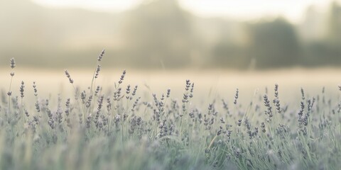 Obraz premium A serene lavender field bathed in soft evening light, evoking tranquility and beauty.