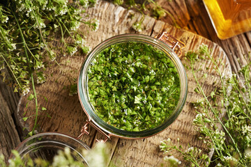 Preparation of herbal tincture from fresh shepherd's purse leaves and flowers in a glass jar