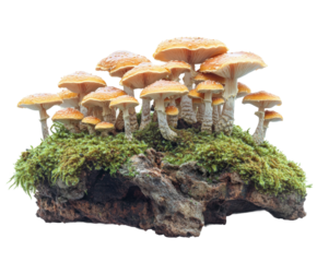 Mushroom growth forest clearing nature isolated on transparent background