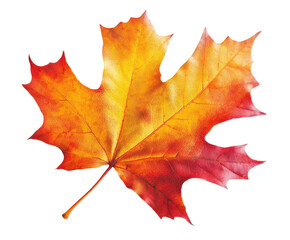 Obraz premium Autumn leaves falling nature leaf isolated on transparent background