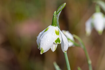 Close up of a Franz Josef greater snowdrop (galanthus elwesii) flower