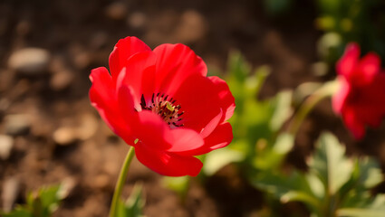 Obraz premium Vibrant Red Flower Blooming Close-Up in Sunny Garden - Nature's Beauty and Tranquil Botany Photography