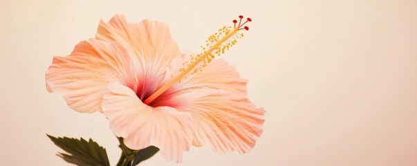 Obraz premium A Close Up Image of a Delicate Pink Hibiscus Flower
