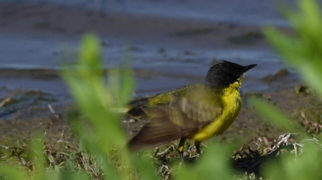 Motacilla flava dries and cleans its feathers after bathing. Slow motion footage in the wild.