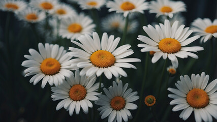 Fototapeta premium Closeup of Daisies