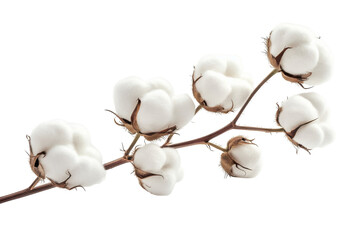 Soft cotton blossoms branch pure white fluffy texture against bright background Natural beauty