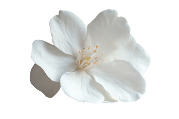 Fototapeta premium Serene white blossom delicate petals soft light gentle beauty pure elegance peaceful bloom tranquil