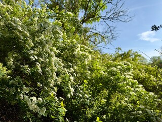 Fototapeta premium Flowering Shrub with White Blossoms and Green Leaves