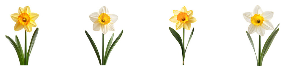 Obraz premium Set, group, collection of A single daffodil isolated on transparent background.