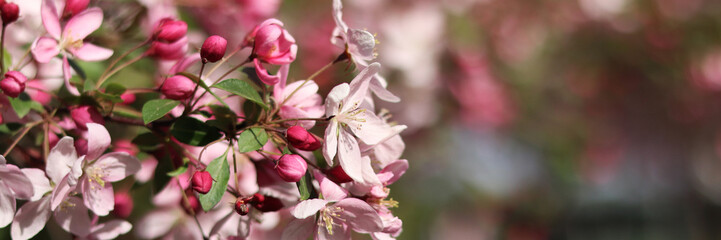 Flowering of ornamental apple tree. Beautiful flowers with selective focus. Tree blooming in spring. Natural background