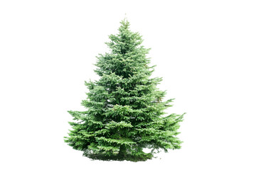 Obraz premium Majestic Evergreen Tree Tranquil Nature Scene