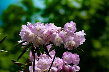 長安寺のシャクナゲ