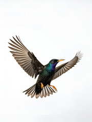 Obraz premium Starling bird spreads its wings mid-flight, captured against a pure white background, png.