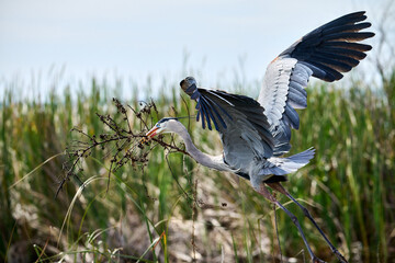 Naklejka premium This is a nesting blue heron in flight 