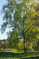Spring Birch Trees on a Sunny Grassy Meadow
