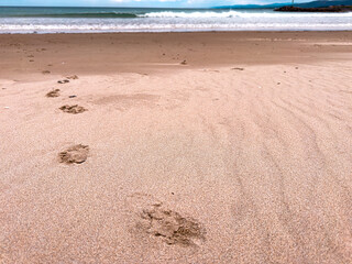 Tranquil sandy beach with pet footprints by the ocean shoreline under cloudy skies