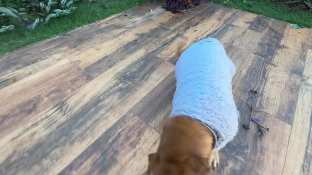 Cachorro caramelo dom&eacute;stico 
