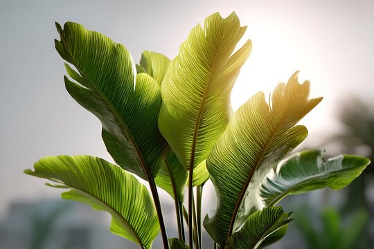 Lush green tropical leaves bathed in sunlight, isolated on a diffrent collers background, symbolizing vitality and nature.