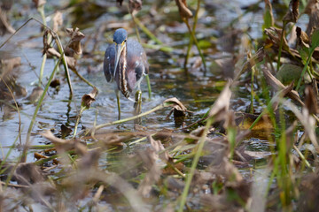 This is tricolored heron in a march 