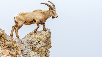 Mountain Goat on Rock, Cloudy Sky, Wildlife, Nature Photography