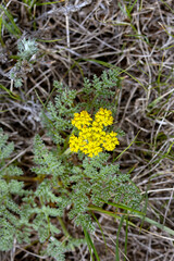 Spring bloom of a flowering plant Lomatium utriculatum (Spring gold) with green leaves and yellow flowers.