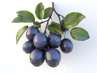 A cluster of dark purple plums hangs from a branch with vibrant green leaves against a bright white background.