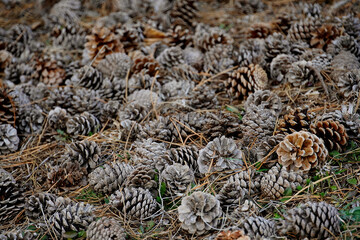 many spruce pine cones lie on the ground background
