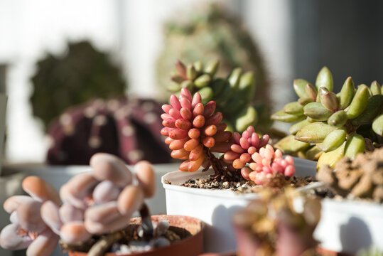 Pink succulent Sedum rubrotinctum Aurora growing in a white pot on a sunny day. Collection of succulents