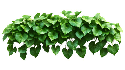 Lush Green Foliage HeartShaped Leaves Natural Plant Border Green Leaf Background