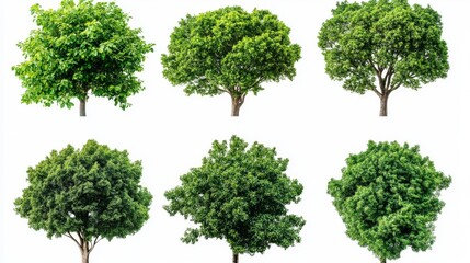 Fototapeta premium This stock illustration, titled Treetop, depicts six unique tree canopies isolated on a transparent background, viewed from directly above
