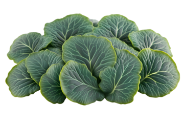 Green leafy plant vibrant foliage botanical illustration detailed leaves nature texture or