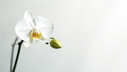 Delicate white orchid blossom on pure white background, petals, still life