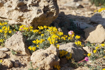 Lotus creticus L., Cretan bird's-foot trefoil, flower, ibiza, balearic islands, spain, yellow and pink flower, wildflower, nature reserve, park, garden, coastal plant