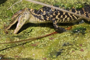 Cutest Ever Sneak Attack Baby Alligator 