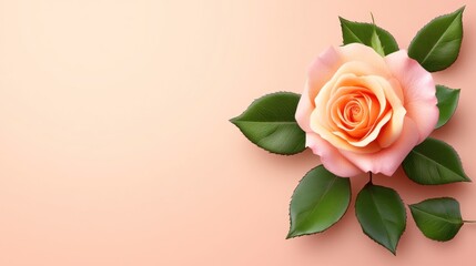Fototapeta premium Delicate peach rose and leaves artfully arranged on a pale pink background.