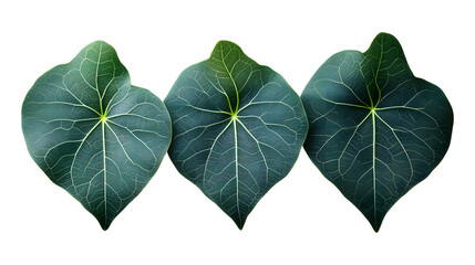 Three Dark Green Leaves on Black Background Botanical Illustration