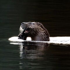 North American river otter Lontra canadensis with a fish in its mouth in Costello Creek Algonquin...
