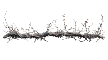 Twisted Deadwood Branch with Buds Winter Nature Texture Design Element
