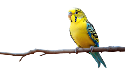 Vibrant Yellow and Blue Parakeet Perched on a Branch Against Black Background