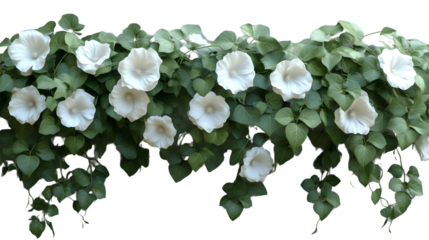 White Flowers and Green Leaves Floral Border Nature Photography Botanical Illustration