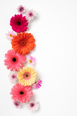 Closeup view of colorful herbera flowers forming a border on white background with copy space