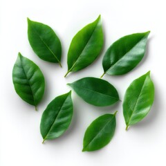 Green leaves scattered randomly on white background