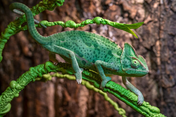 The Veiled Chameleon (Chamaeleo calyptratus) in a terrarium.