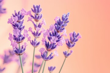 Naklejka premium Delicate lavender blossoms against a soft peach backdrop.