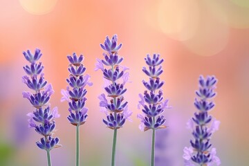 Naklejka premium Delicate lavender blossoms against a soft peach background.