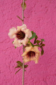 Solandra Maxima growing Mexico in front of pink wall
